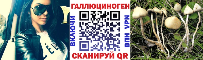 ОМГ ОМГ ТОР  Камышлов  Галлюциногенные грибы Psilocybine cubensis 
